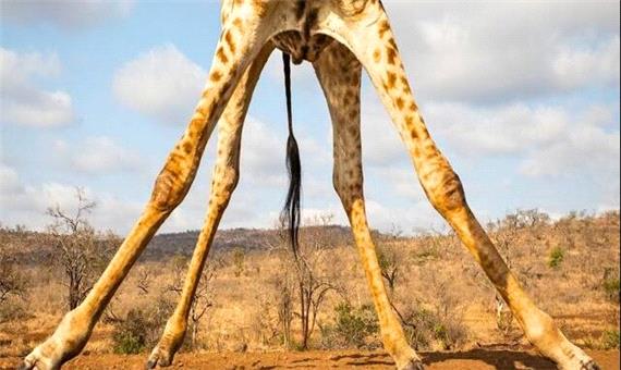 چرا زرافه‌ها پاهای بسیار بلندی دارند؟