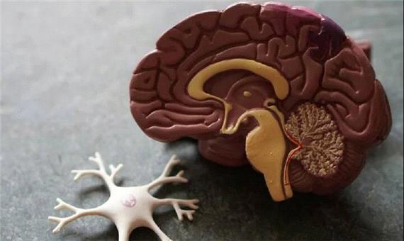 یک مولکول طبیعی، از دست رفتن حافظه در آلزایمر را معکوس می‌کند