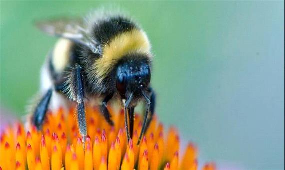 زنبورها می‌توانند خواندن «کد مورس» را یاد بگیرند