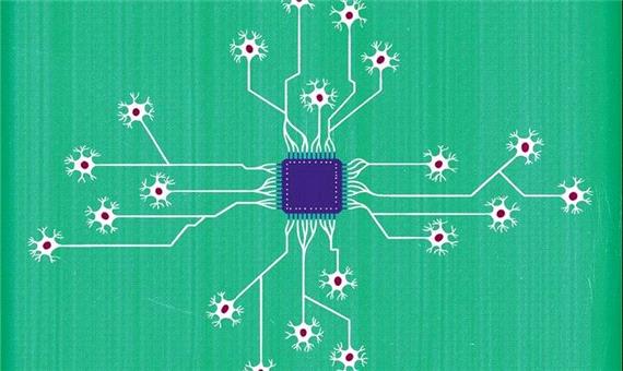 از رایانه‌هایی که با سلول‌های مغز انسان کار می‌کنند، چه می‌دانید؟