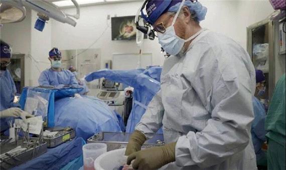 دانشمندان پس‌زدن پیوند اعضای خوک را مهار کردند