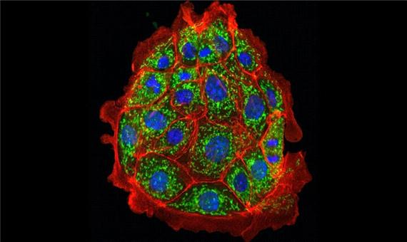 دانشمندان آسیب کلیوی را در موش‌ها معکوس کردند