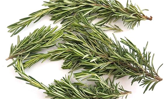 رزماری، مرهم سریع زخم‌ها می‌شود
