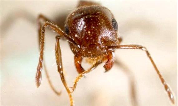 مادرکُشی در کلونی مورچه‌ها؛ ترفند هولناک ملکه‌های انگل!