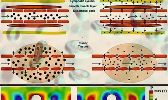 در نظر گرفتن رفتار رئولوژیکی خون برای ارزیابی آسیب به سلول‌های رگ