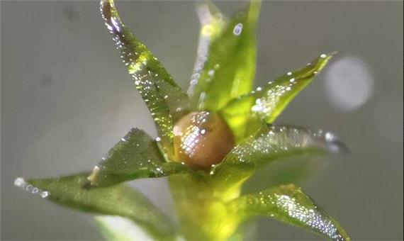 خزه‌هایی که 9 ماه در فضا زنده ماندند!