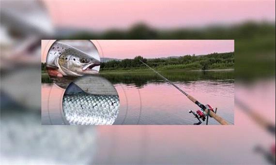 این فناوری جدید، ماهی آزاد را از ماهی پرورشی تشخیص می‌دهد
