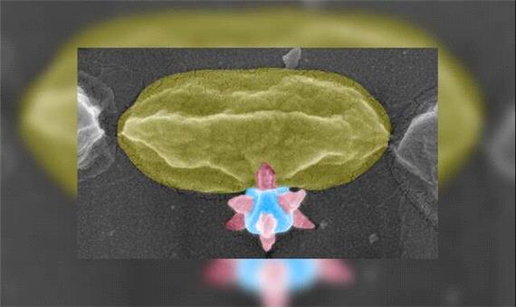 ماده برنده جایزه نوبل، باکتری‌ها را سوراخ می‌کند!