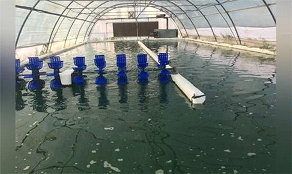 دستیابی به فناوری هوشمند ریزجلبکی برای تصفیه آب و جذب دی‌اکسیدکربن در ایران