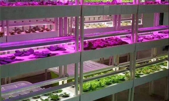 دستیابی به راهکاری نوین برای بهینه‌سازی ریز ازدیادی گیاهان با استفاده از نورهای LED در ایران