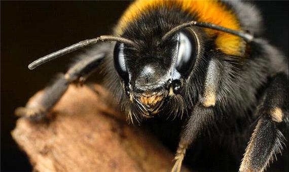 خوش‌بینی میان زنبورها مسری است!