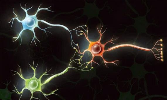 دانشمندان از سلول‌های مغز انسان رایانه‌ می‌سازند