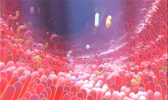 ماده مغذی رایجی که روده‌های ما را به کارخانه‌های شیمیایی مبارزه با دیابت تبدیل می‌کند