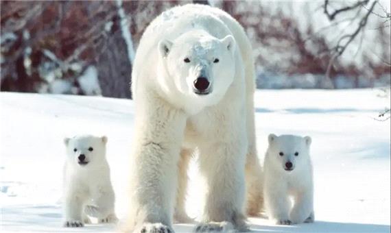 خرس‌های قطبی ژن‌های خود را برای سازگاری با دنیای گرم‌تر تغییر می‌دهند