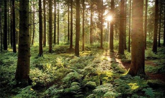 درخت‌ها چطور با هم صحبت می‌کنند؟