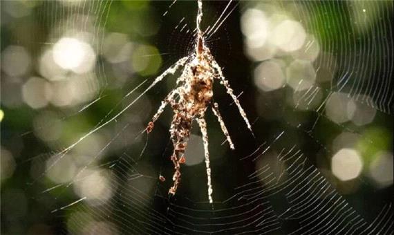 این عنکبوت‌ نسخه‌ جعلی خودش را می‌بافد
