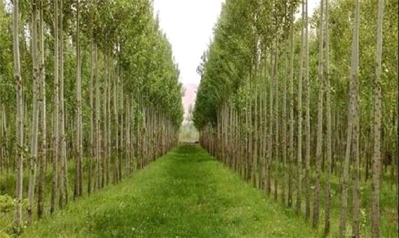 چرا روستاییان به زراعت چوب روی خوش نشان نمی‌دهند؟