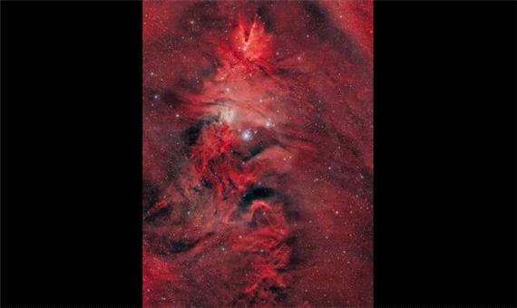 تک‌شاخ، خز روباه و درخت کریسمس در آسمان!