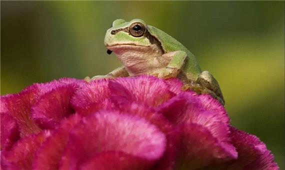 کشف دانشمندان ژاپنی: باکتری روده قورباغه سلول‌های سرطانی را نابود می‌کند