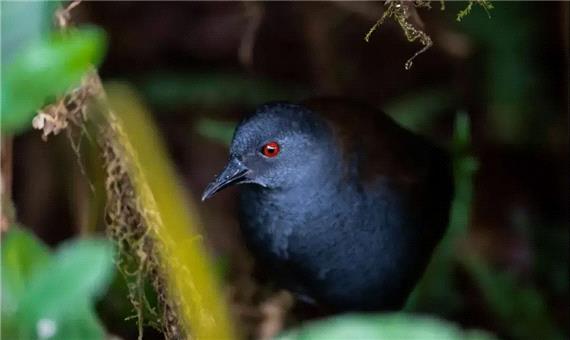 رستاخیز طبیعت: پرندگان گمشده پس از 200 سال به گالاپاگوس بازگشته‌اند