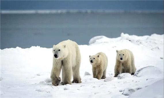 معجزه در سرزمین یخ؛ وقتی عشق مادری، خرس قطبی را به فرزندخواندگی وامی‌دارد