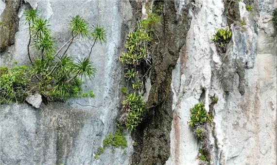 کشف دیرهنگام گیاهی گوشت‌خوار در فیلیپین که با کمتر از 50 نمونه در لبه انقراض است