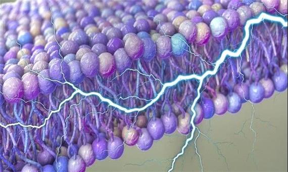 کشف یک منبع پنهان انرژی در سلول‌های انسان