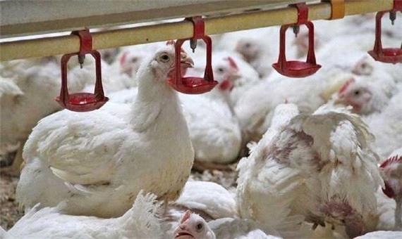 ساخت جایگزین طبیعی آنتی‌بیوتیک برای مرغداری‌ها