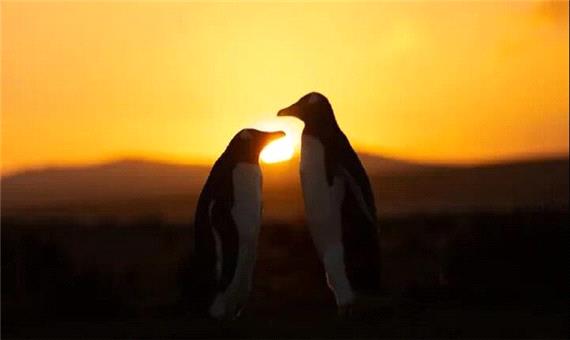 تنها یک ماه تا خورشیدگرفتگی «حلقه آتش»