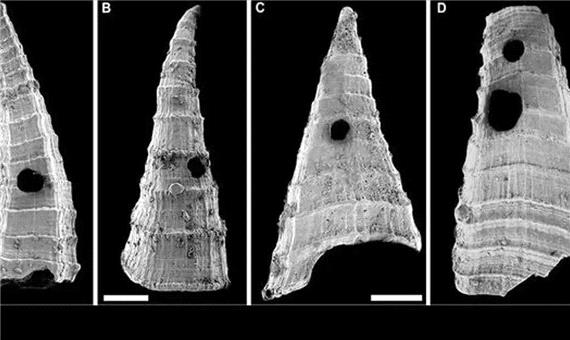 راز سوراخ‌ فسیل‌های 500 میلیون‌ ساله چیست؟