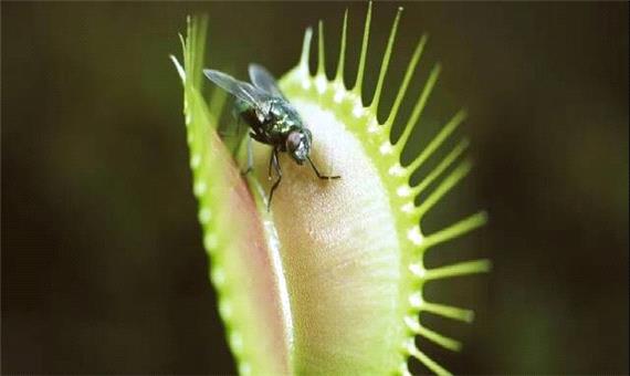 چرا برخی از گیاهان گوشت می‌خورند؟