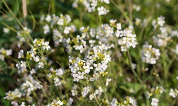 گیاهان هم در سختی به یکدیگر تکیه می‌کنند