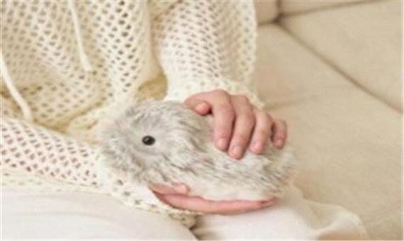 در بیمارستان‌های ژاپن به بیماران جوان ربات‌های پشمالو داده می‌شود