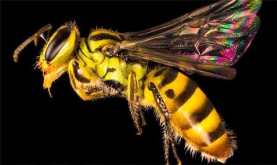 چند گونه زنبور در جهان وجود دارد؟