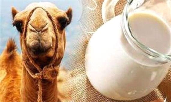 سلامت کبد با پروبیوتیک‌های «شیر شتر»