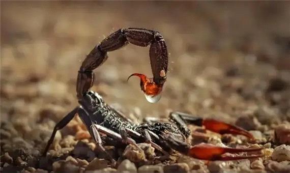 حقیقتی جالب درباره نیش عقرب‌ها که نمی‌دانستید