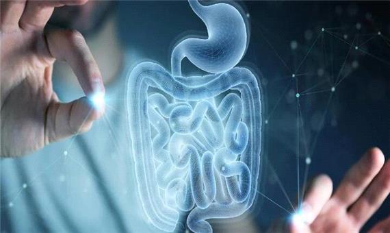 ترمیم خودکار روده با یک اسید آمینه طبیعی