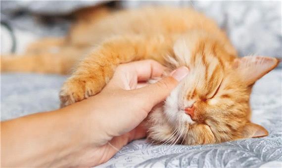 ژن خرخر کردن گربه‌ها کشف شد؟