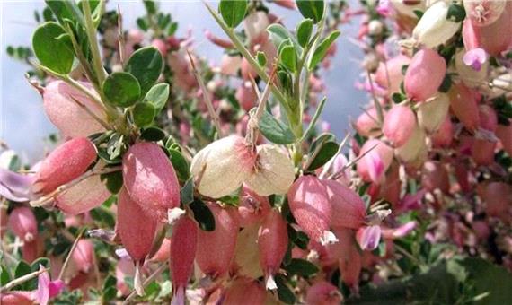 بررسی خاصیت آنتی‌اکسیدانی گیاه انزروت