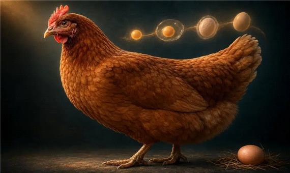 مرغ چطور هر روز یک تخم می‌گذارد؟