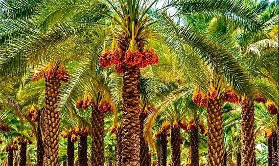 آیا گوگرد معدنی، واقعا خاک نخلستان را احیا می‌کند؟