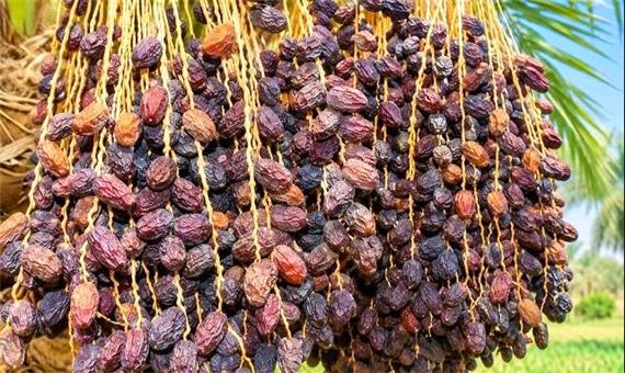 خشکیدگی خوشه، بزرگ‌ترین چالش تولید خرما در ایران