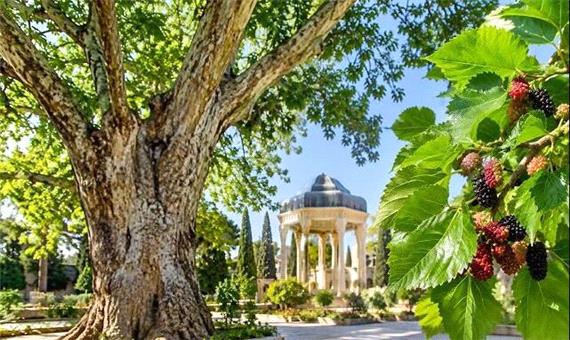 چنارها و توت‌های تاریخی؛ میراثی ملی که مراقبت علمی می‌خواهند