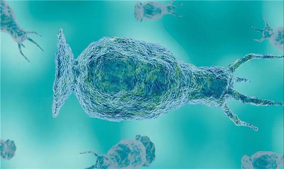 کشف ماده‌ای جدید که آمیب مغزخوار را در عرض چند ساعت نابود می‌کند