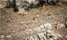 سرشماری پاییزه حیات وحش پارک ملی گلستان آغاز شد