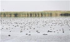 زیستگاه‌های آبی آذربایجان‌غربی میزبان 70 هزار بال پرنده شد