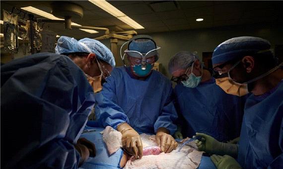 جراحان برای اولین‌بار کلیه خوک را به‌طور موفقیت‌آمیز به انسان پیوند زدند