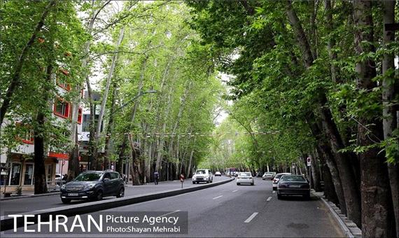 جریمه 117میلیارد تومانی برای خشکاندن درختان خیابان ولیعصر(عج)/ تقدیر از شهرداری برای پیگیری