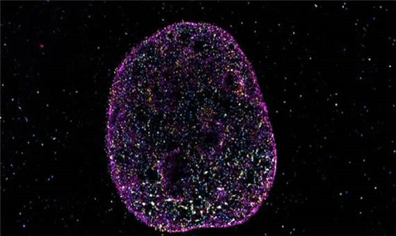 دانشمندان زبان دوم حیات را کشف کردند