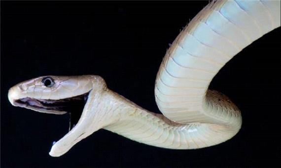 یک پادزهر برای 17 نوع مارگزیدگی ساخته شد